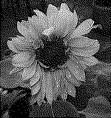 Enlarged version of color image converted to monochrome using Stucki Dithering
